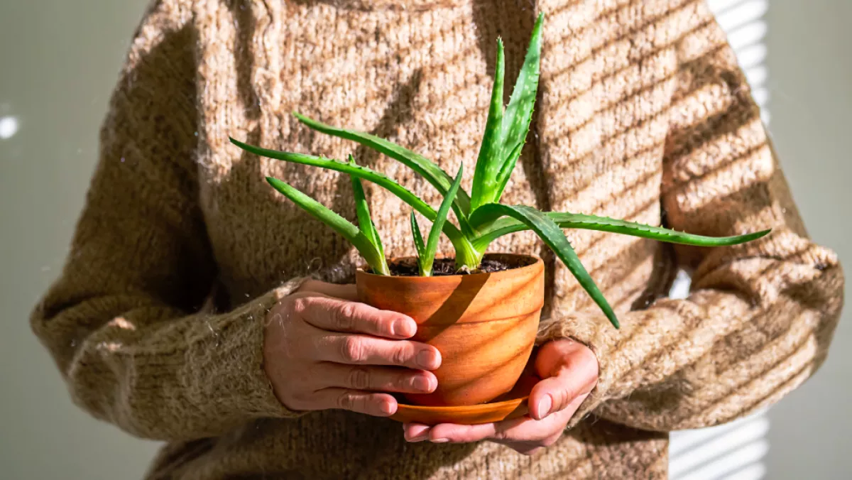 Ez a 6 növényt tedd a lakásodba – szerencsét hoz Rád az új évben