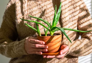 Ez a 6 növényt tedd a lakásodba – szerencsét hoz Rád az új évben