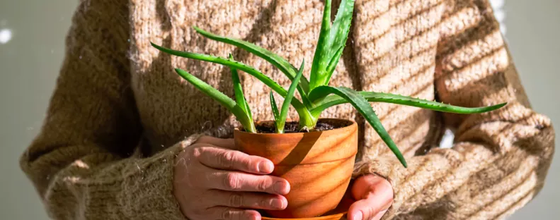 Ez a 6 növényt tedd a lakásodba – szerencsét hoz Rád az új évben