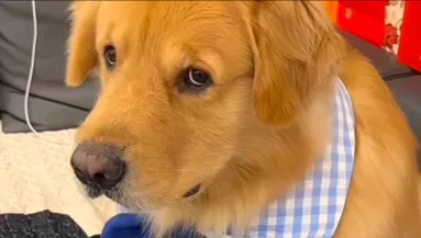 Otthon maradt a kutyával az új barátnő: az eb reakciója félelmetes