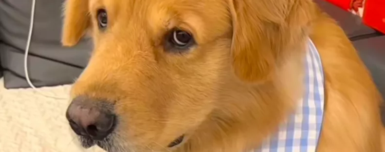 Otthon maradt a kutyával az új barátnő: az eb reakciója félelmetes