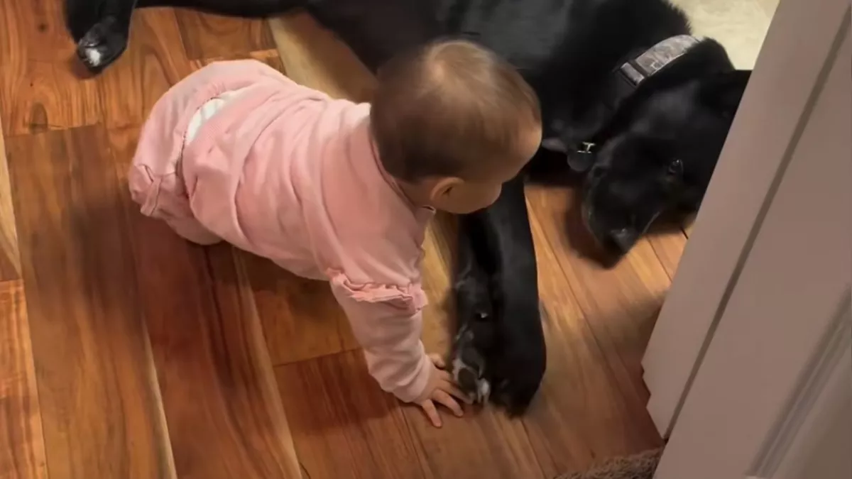 El akar mászni mellette a baba: a kutya reakciója bébiszittereket szégyenít meg