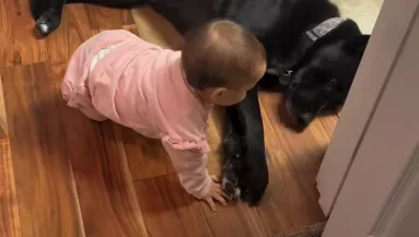 El akar mászni mellette a baba: a kutya reakciója bébiszittereket szégyenít meg
