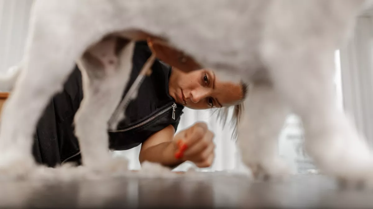 Drága kutyakozmetikust hívott házhoz a nő: az eredmény letaglózza