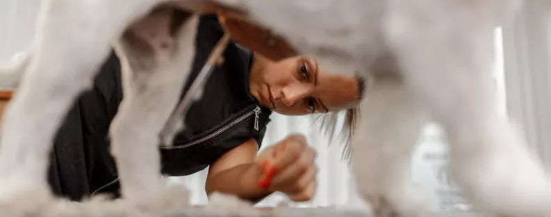 Drága kutyakozmetikust hívott házhoz a nő: az eredmény letaglózza