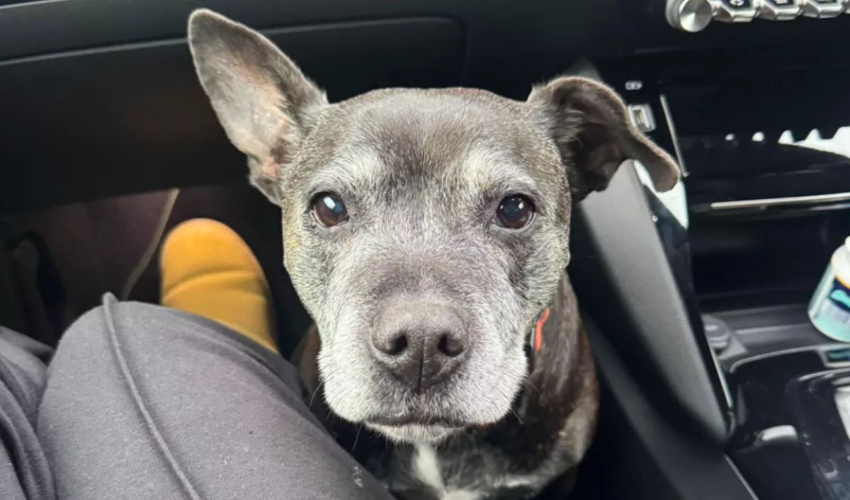 Kutyát talál az ajtaja előtt a nő, és nem akar elmenni: aztán döntést hoz