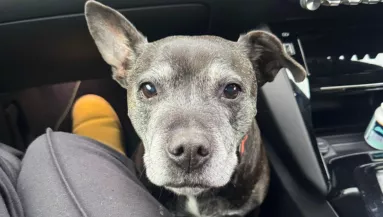 Kutyát talál az ajtaja előtt a nő, és nem akar elmenni: aztán döntést hoz