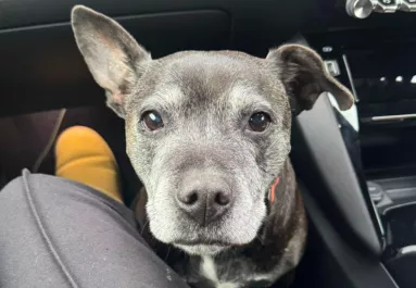 Kutyát talál az ajtaja előtt a nő, és nem akar elmenni: aztán döntést hoz