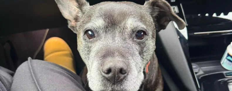 Kutyát talál az ajtaja előtt a nő, és nem akar elmenni: aztán döntést hoz