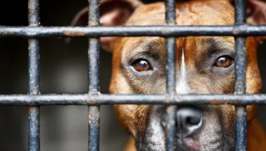 Egy élettelen férfit találtak egy útszéli árokban: a saját kutyája ölhette meg