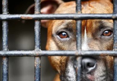 Egy élettelen férfit találtak egy útszéli árokban: a saját kutyája ölhette meg