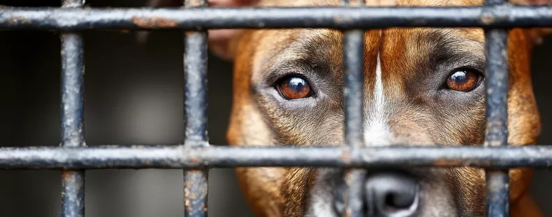 Egy élettelen férfit találtak egy útszéli árokban: a saját kutyája ölhette meg