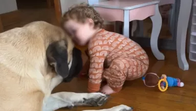 Óva intette az anyát a masztifftól a menhely: otthon aztán megmutatta az igazi arcát