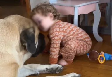 Óva intette az anyát a masztifftól a menhely: otthon aztán megmutatta az igazi arcát