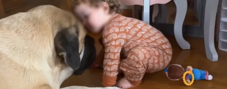 Óva intette az anyát a masztifftól a menhely: otthon aztán megmutatta az igazi arcát