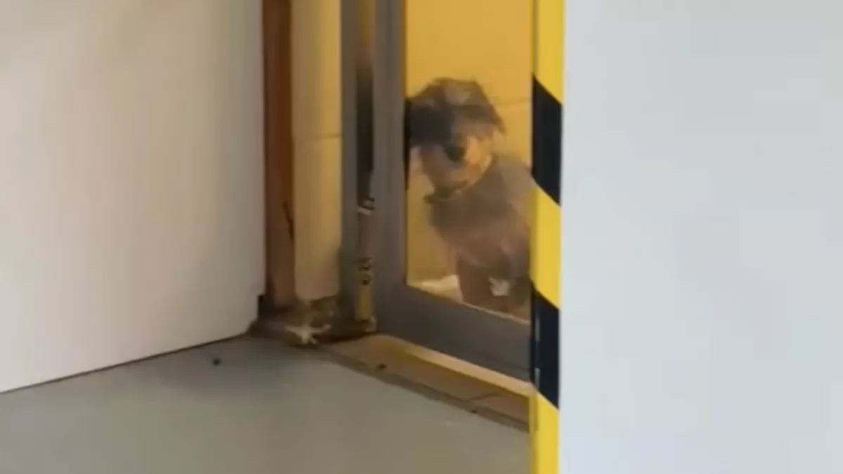 Kutyát keres Emi a menhelyen: amit hirtelen meglát, nem csak az ő szívét olvasztja meg