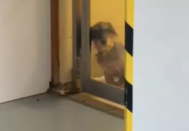 Kutyát keres Emi a menhelyen: amit hirtelen meglát, nem csak az ő szívét olvasztja meg