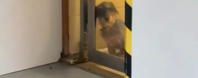 Kutyát keres Emi a menhelyen: amit hirtelen meglát, nem csak az ő szívét olvasztja meg