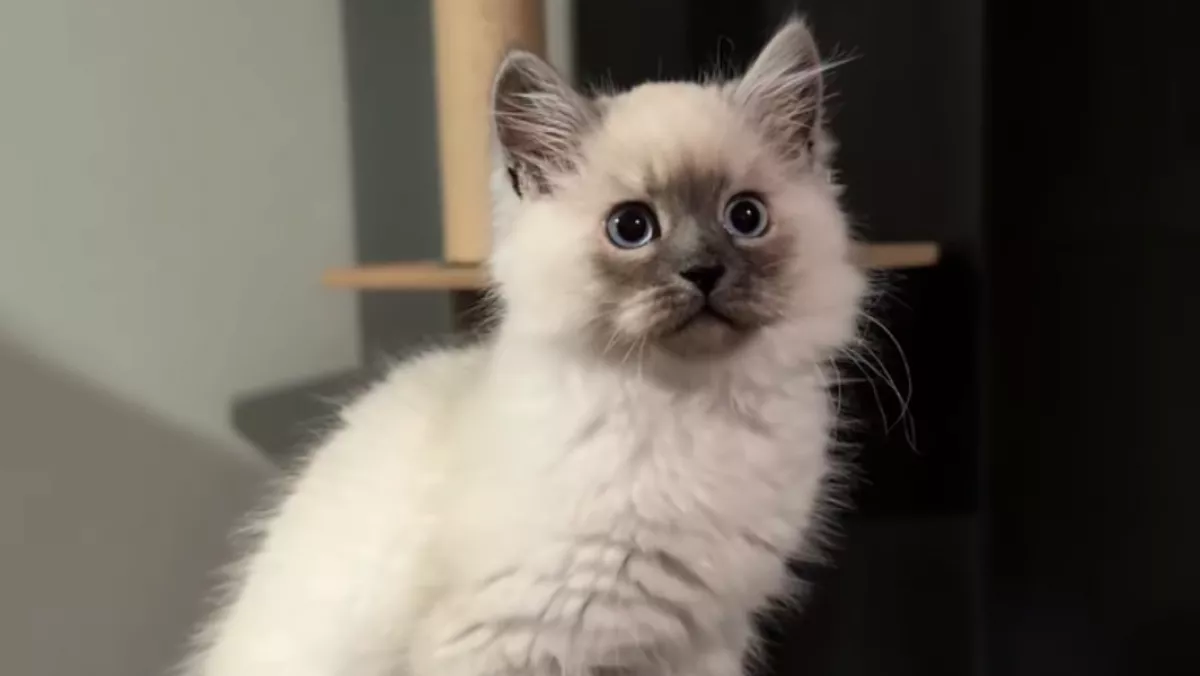 Örül a nő ennek az aranyos kiscicának: néhány hónappal később nemcsak ő döbben meg