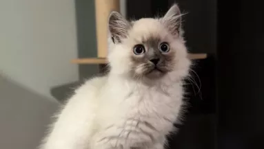 Örül a nő ennek az aranyos kiscicának: néhány hónappal később nemcsak ő döbben meg