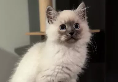 Örül a nő ennek az aranyos kiscicának: néhány hónappal később nemcsak ő döbben meg