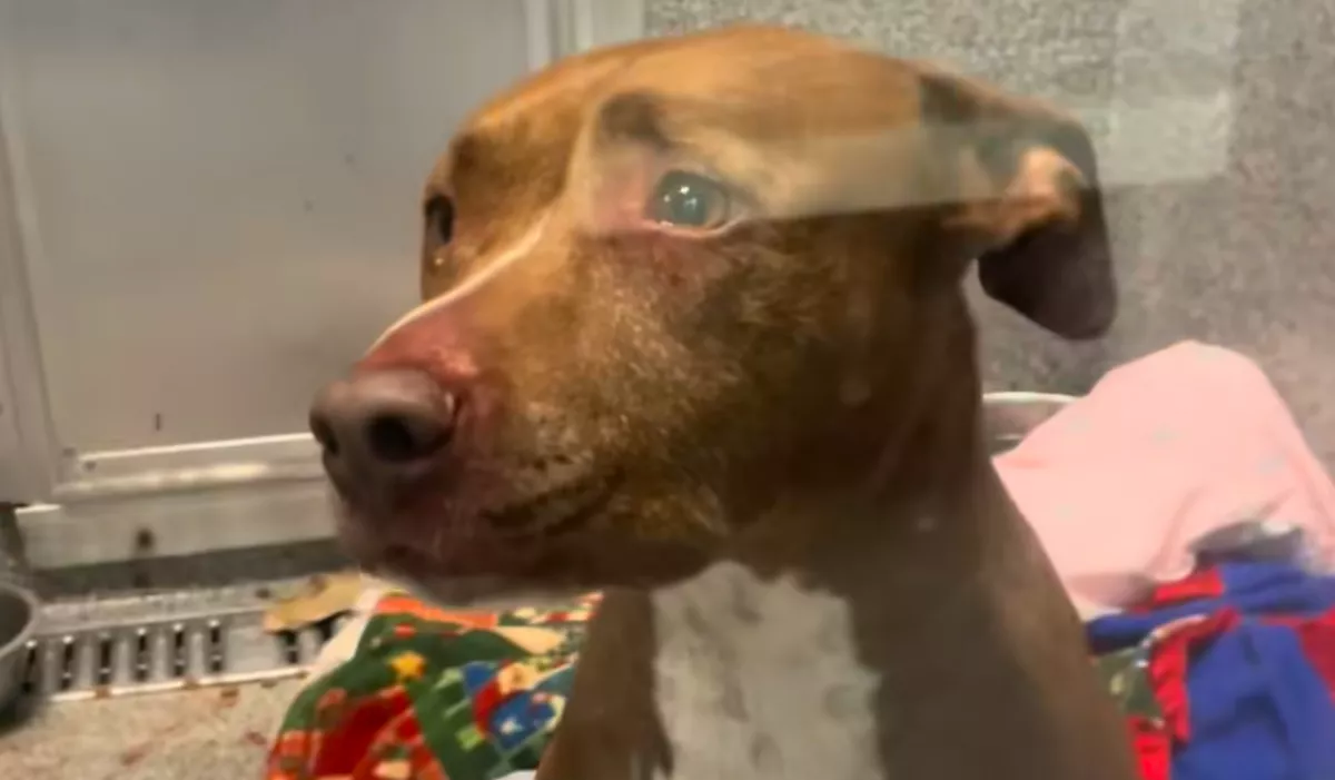 Első éjszaka a menhelyen: megrémült a gondozó, amikor meglátta reggel a kutya kenneljét