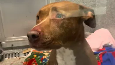 Első éjszaka a menhelyen: megrémült a gondozó, amikor meglátta reggel a kutya kenneljét