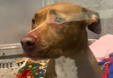 Első éjszaka a menhelyen: megrémült a gondozó, amikor meglátta reggel a kutya kenneljét