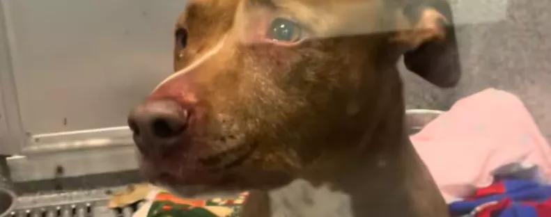 Első éjszaka a menhelyen: megrémült a gondozó, amikor meglátta reggel a kutya kenneljét