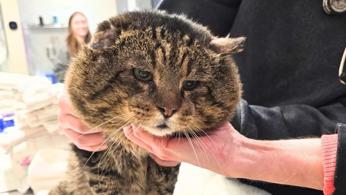 Meglátták az állatgondozók ezt a macskát és elállt a lélegzetük