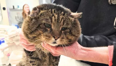 Meglátták az állatgondozók ezt a macskát és elállt a lélegzetük