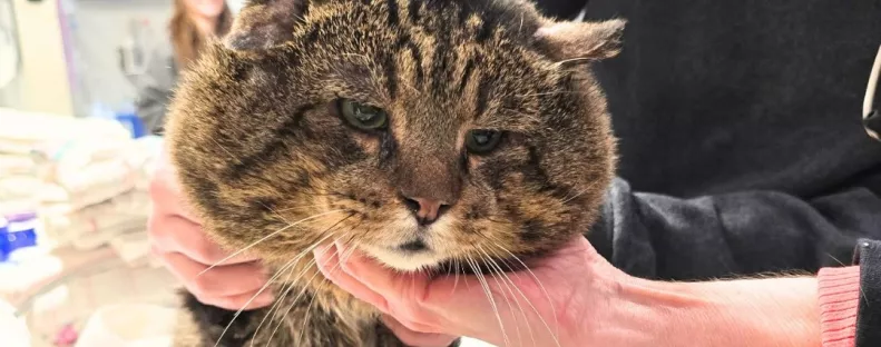 Meglátták az állatgondozók ezt a macskát és elállt a lélegzetük