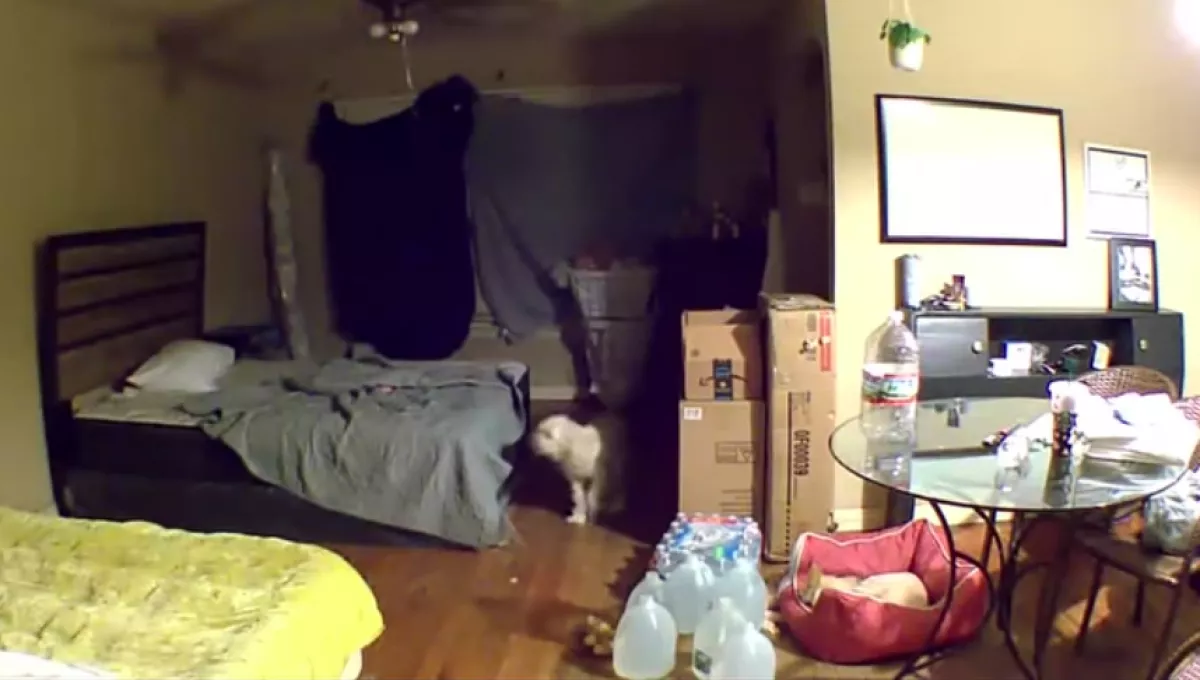 Először látja a kamerán a nő, mit csinál a kutya otthon: és összetörik a szíve