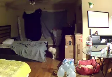 Először látja a kamerán a nő, mit csinál a kutya otthon: és összetörik a szíve