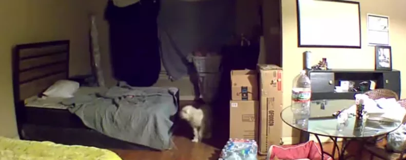 Először látja a kamerán a nő, mit csinál a kutya otthon: és összetörik a szíve