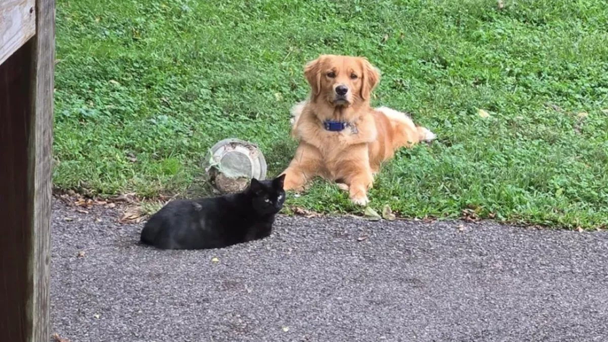 Kóbor macskát fogad örökbe a golden retriever: ami ezután történik, csoda