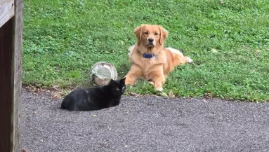 Kóbor macskát fogad örökbe a golden retriever: ami ezután történik, csoda