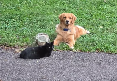 Kóbor macskát fogad örökbe a golden retriever: ami ezután történik, csoda