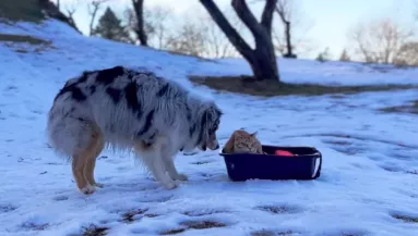 "Ez igaz?" - Amit a kutya a macskával tesz az alomdobozban, azon milliók ámulnak