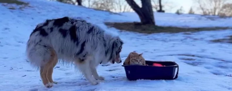 "Ez igaz?" - Amit a kutya a macskával tesz az alomdobozban, azon milliók ámulnak