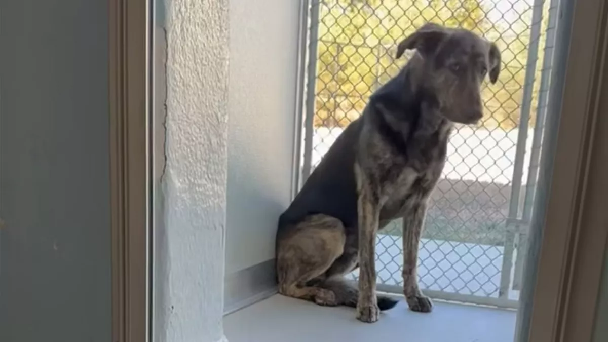 Két év után viszi menhelyre a kutyát a család: amit ott tesz, összetöri a gondozók szívét