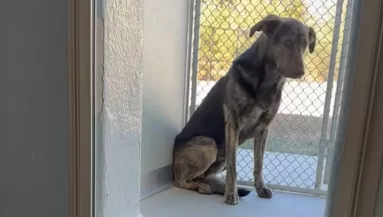 Két év után viszi menhelyre a kutyát a család: amit ott tesz, összetöri a gondozók szívét