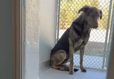 Két év után viszi menhelyre a kutyát a család: amit ott tesz, összetöri a gondozók szívét