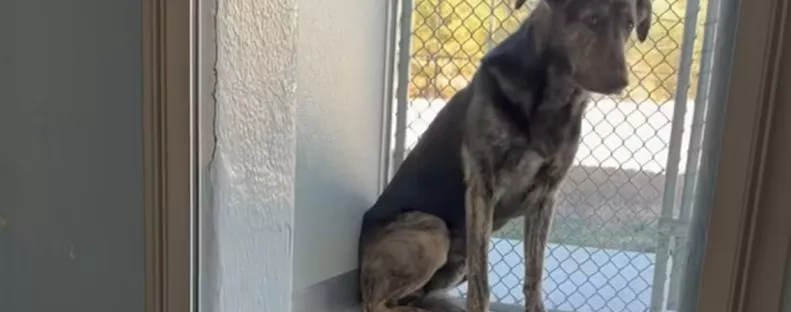 Két év után viszi menhelyre a kutyát a család: amit ott tesz, összetöri a gondozók szívét