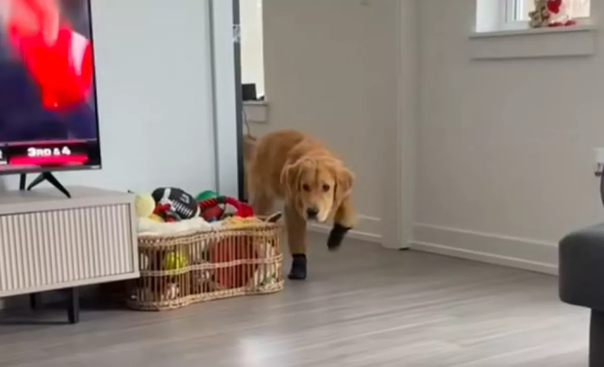 Először adnak cipőt a golden retrieverre: a reakciója pusztító