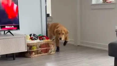 Először adnak cipőt a golden retrieverre: a reakciója pusztító