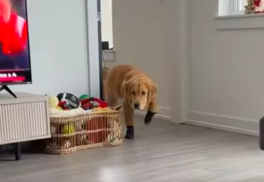 Először adnak cipőt a golden retrieverre: a reakciója pusztító