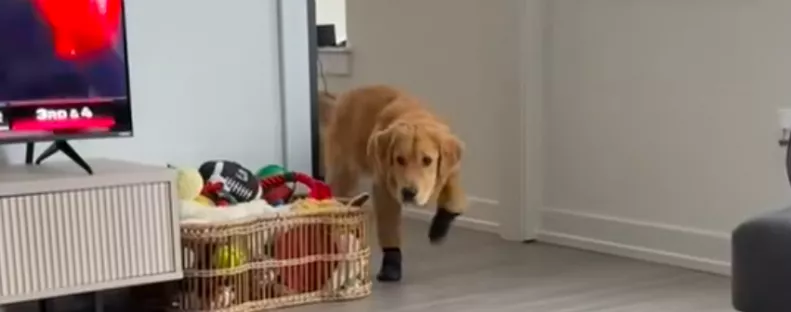 Először adnak cipőt a golden retrieverre: a reakciója pusztító