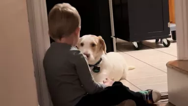 Elszökött a kutya: amit a kisfiú mond neki, amikor visszatér, megolvasztja a szíveket