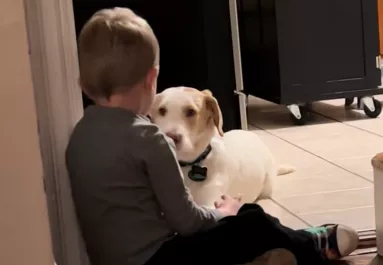 Elszökött a kutya: amit a kisfiú mond neki, amikor visszatér, megolvasztja a szíveket